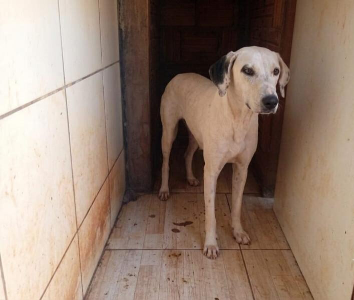 Família faz apelo para encontrar cadela desaparecida na Vila Juquita, em Maracaju